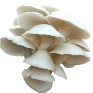 Oyster Mushrooms – 200g