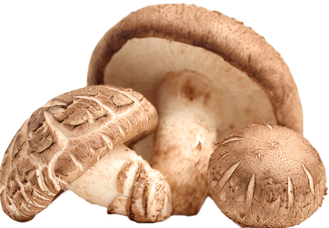Shiitake Mushrooms
