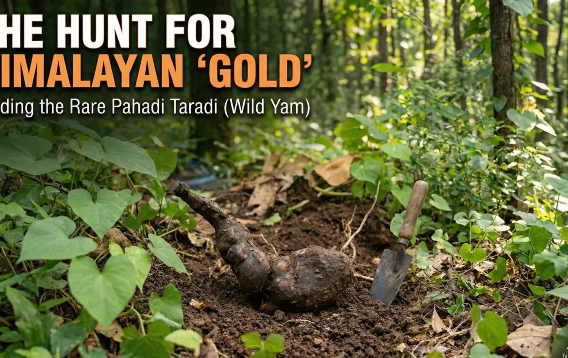 A horizontal blog header featuring a large, knobby Pahadi Taradi (Himalayan Wild Yam) resting on the forest floor next to a metal digging trowel. Bold text overlay reads: "THE HUNT FOR HIMALAYAN 'GOLD' Finding the Rare Pahadi Taradi (Wild Yam)