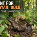 A horizontal blog header featuring a large, knobby Pahadi Taradi (Himalayan Wild Yam) resting on the forest floor next to a metal digging trowel. Bold text overlay reads: "THE HUNT FOR HIMALAYAN 'GOLD' Finding the Rare Pahadi Taradi (Wild Yam)