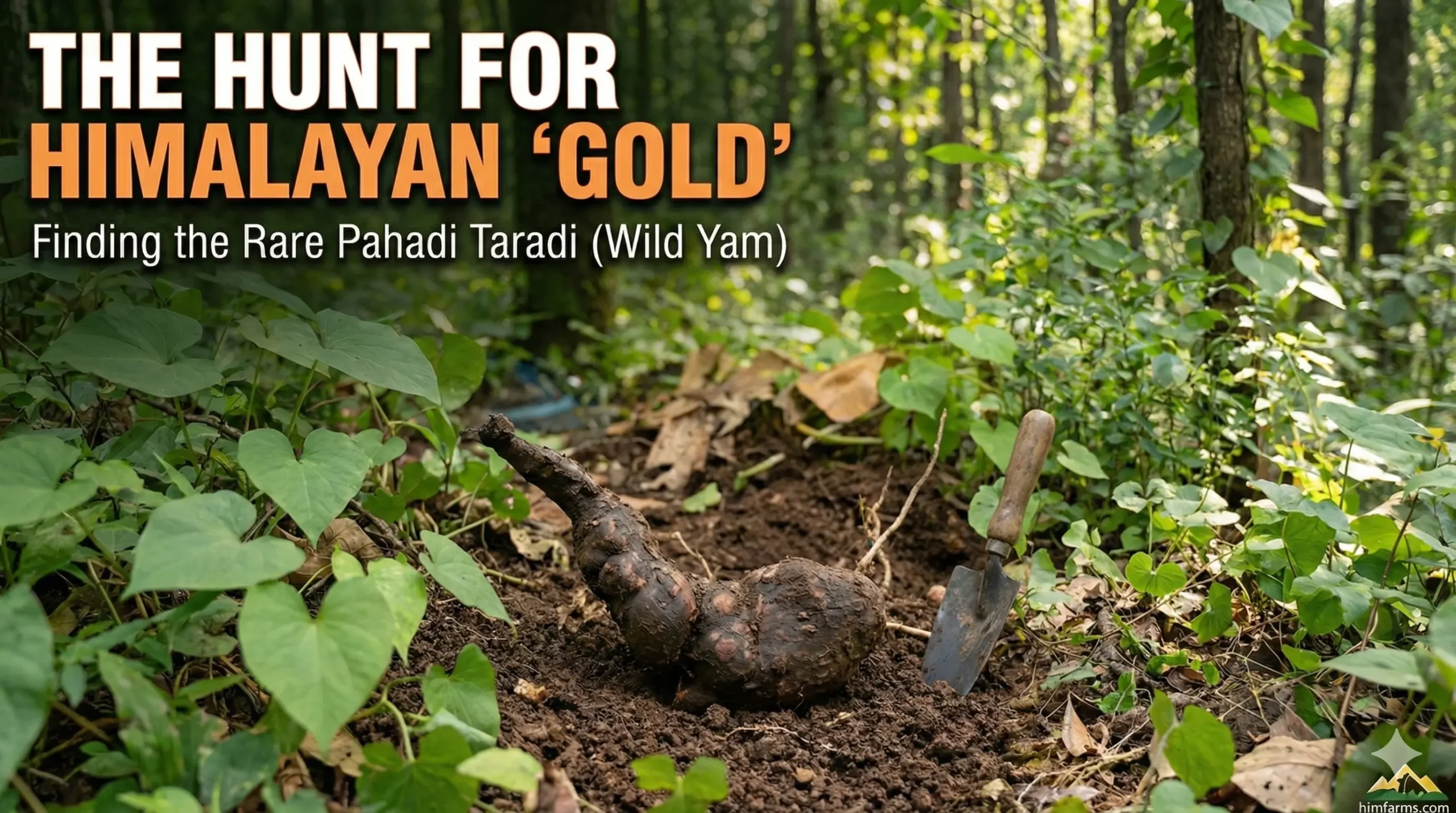 A horizontal blog header featuring a large, knobby Pahadi Taradi (Himalayan Wild Yam) resting on the forest floor next to a metal digging trowel. Bold text overlay reads: "THE HUNT FOR HIMALAYAN 'GOLD' Finding the Rare Pahadi Taradi (Wild Yam)